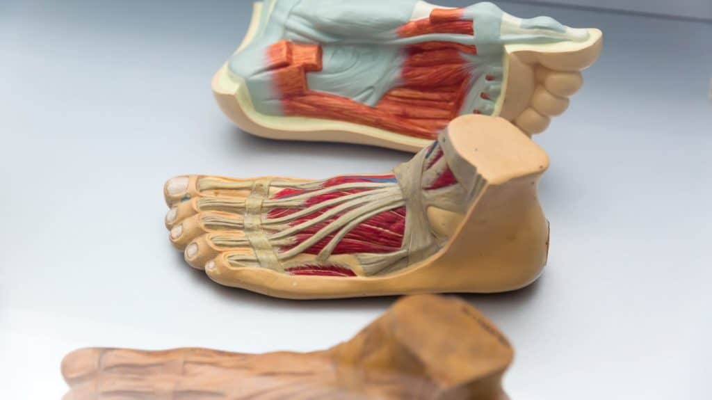 voet anatomie